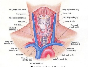 Những bệnh thường gặp của tuyến giáp